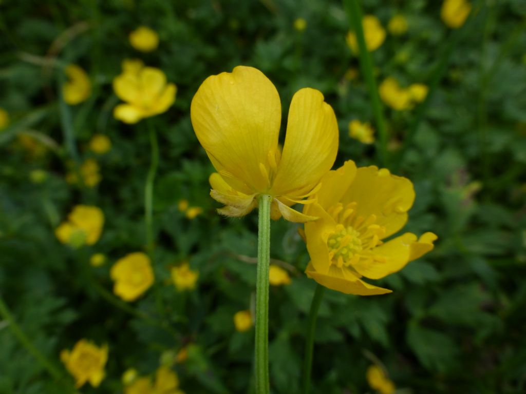 Ranunculus sp.