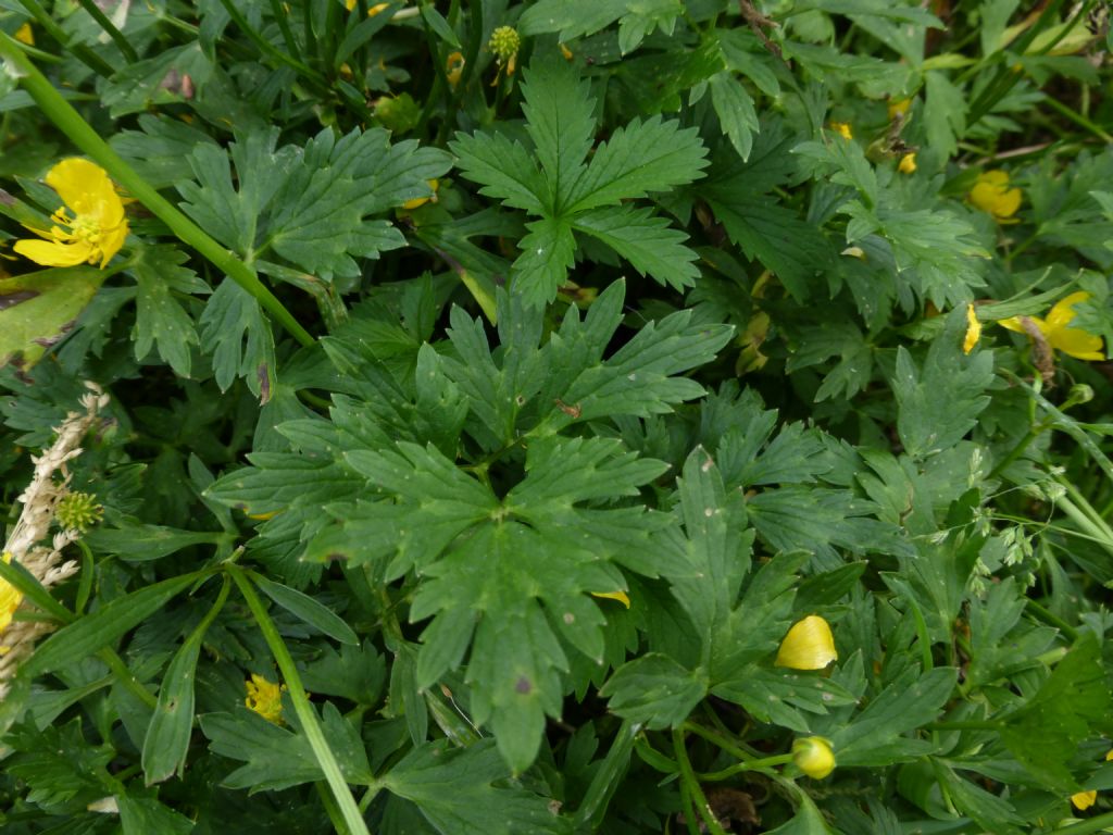 Ranunculus sp.