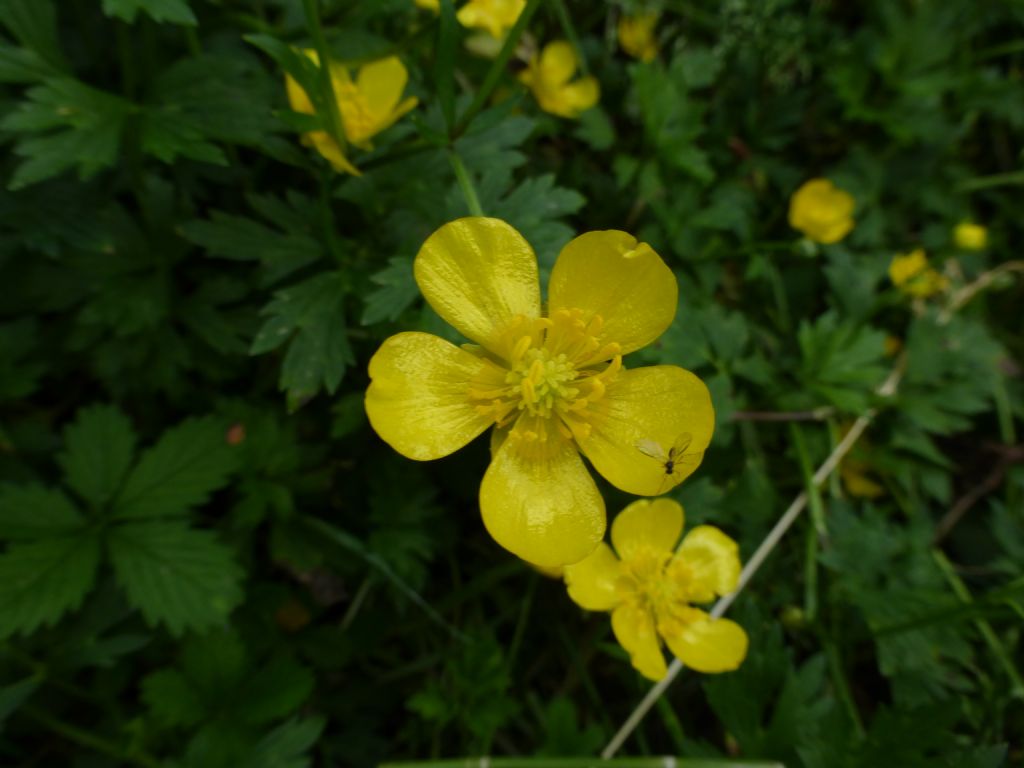 Ranunculus sp.