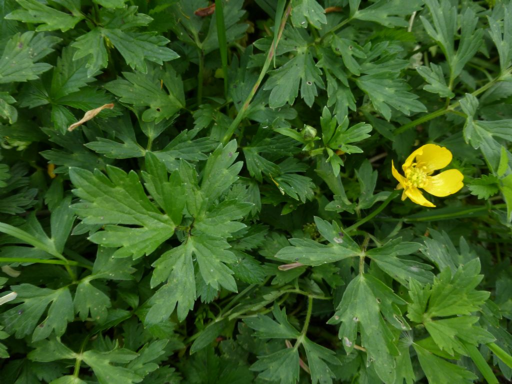 Ranunculus sp.