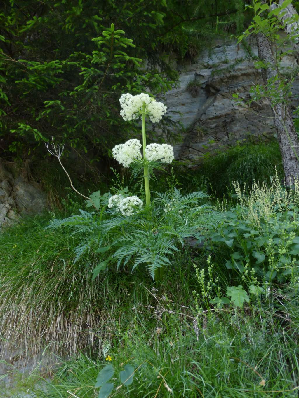 Molopospermum peloponnesiacum / Cicutaria fetida