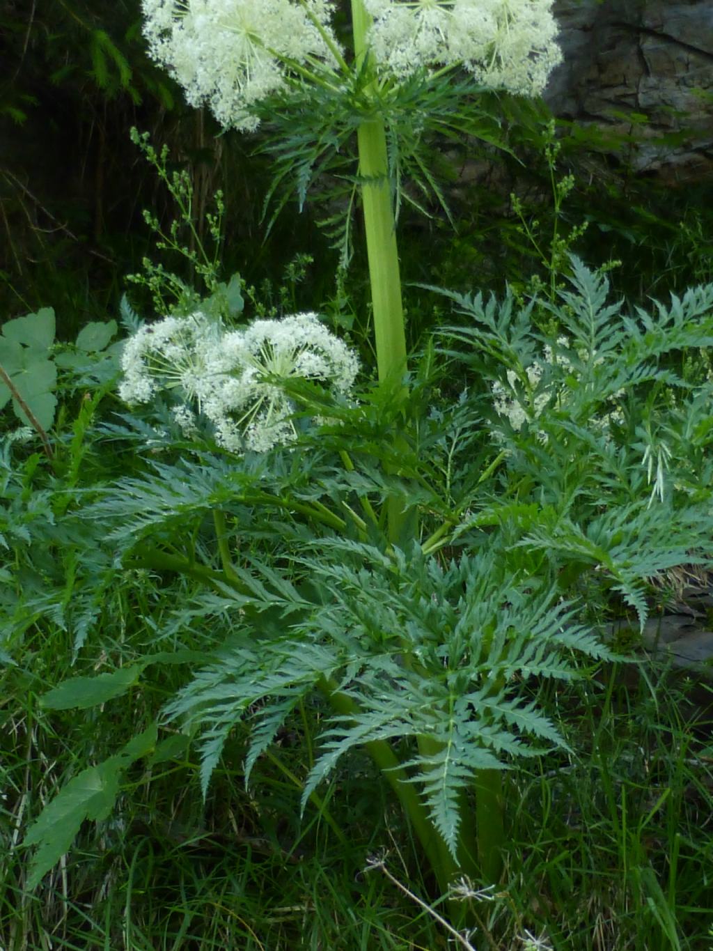 Molopospermum peloponnesiacum / Cicutaria fetida