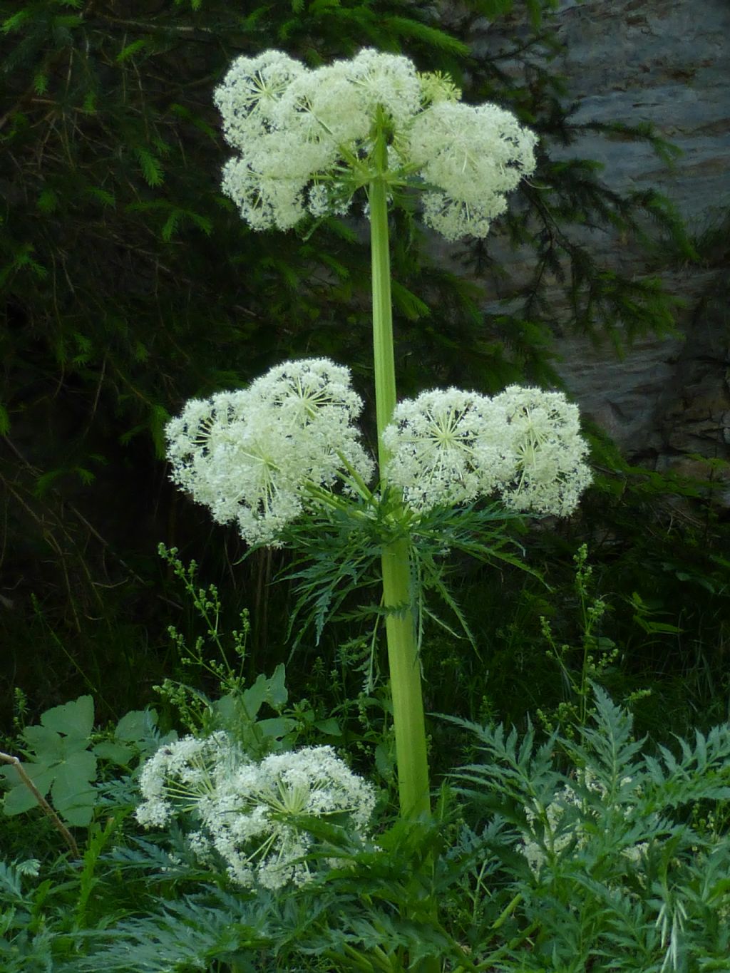 Molopospermum peloponnesiacum / Cicutaria fetida