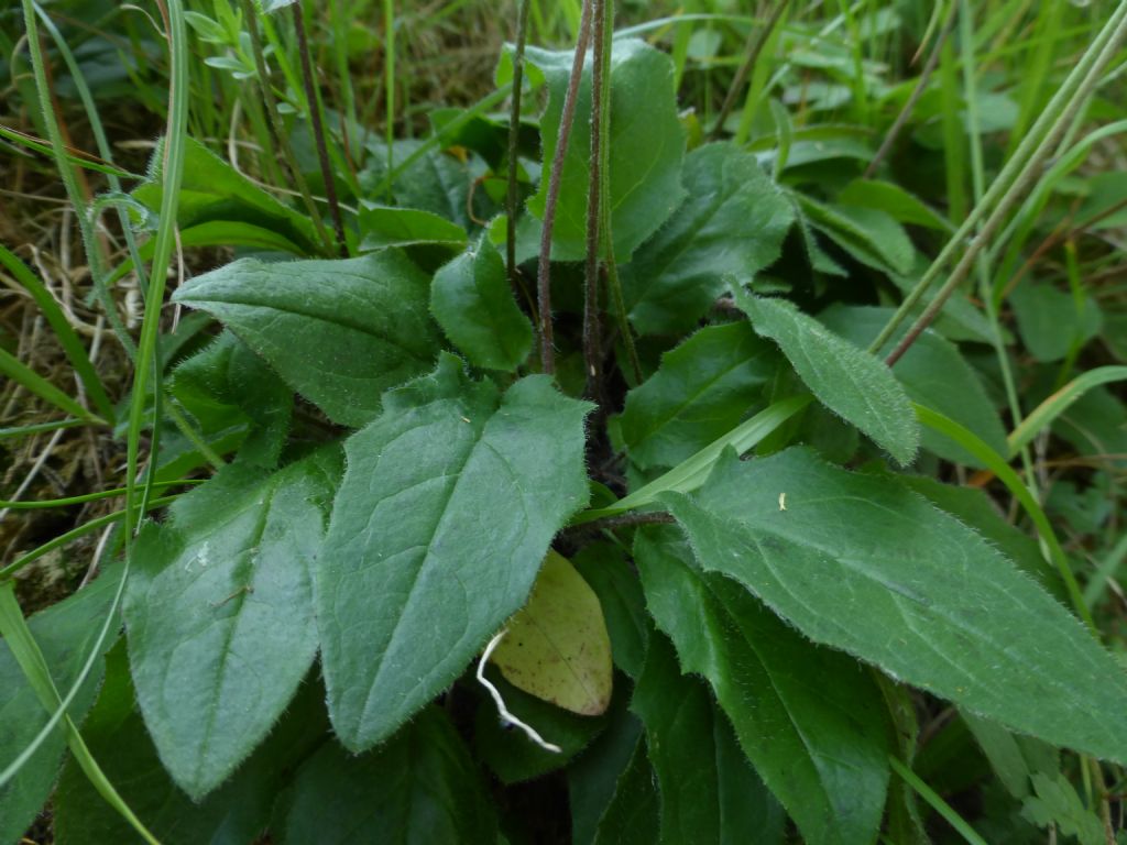 Hieracium murorum / Sparviere dei muri