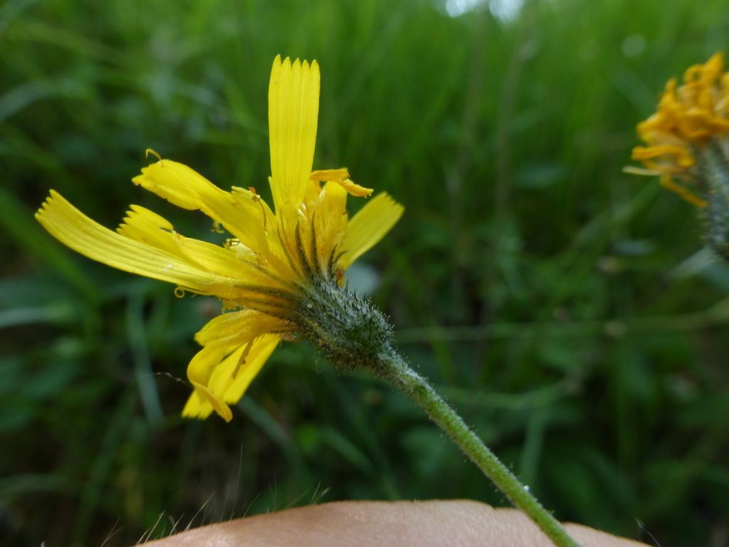 Hieracium murorum / Sparviere dei muri