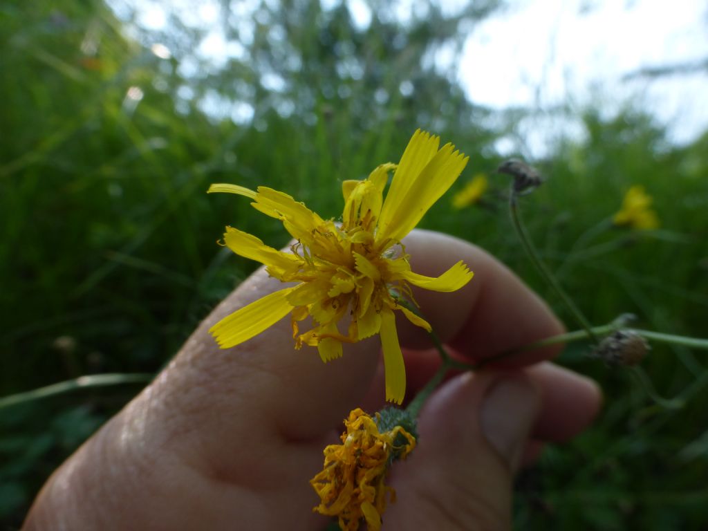 Hieracium murorum / Sparviere dei muri