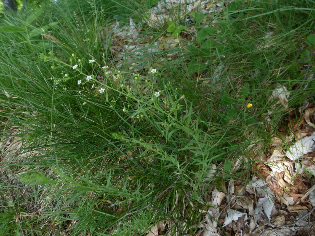 pianta monte Zucco - Thesium linophyllon