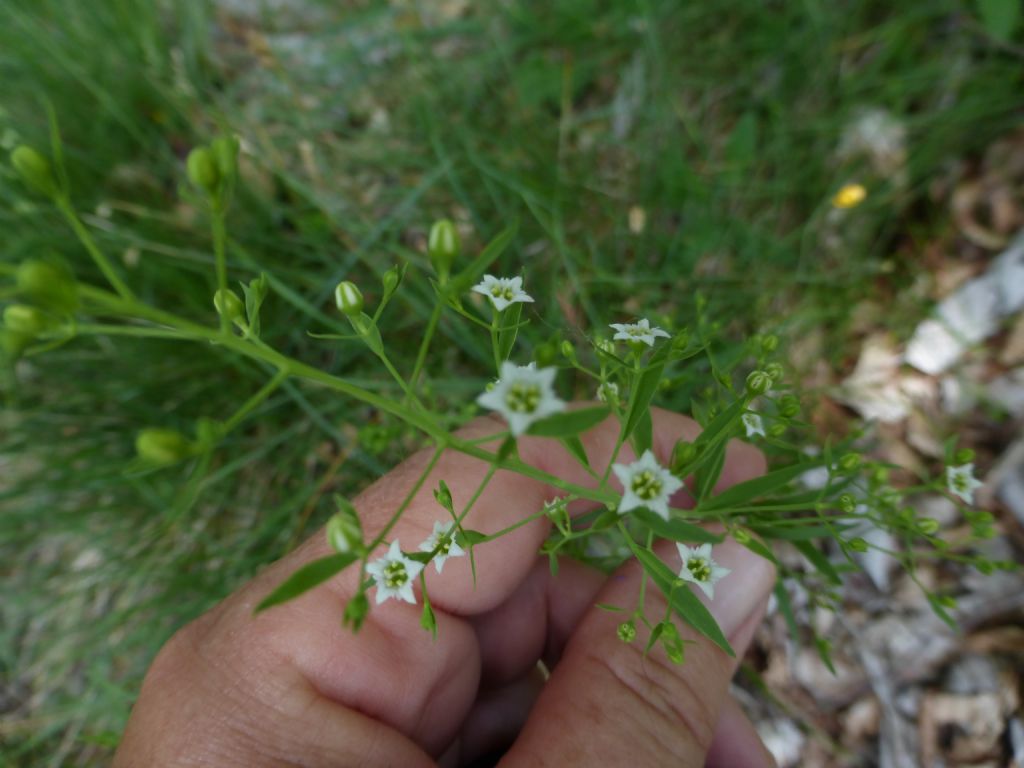 pianta monte Zucco - Thesium linophyllon