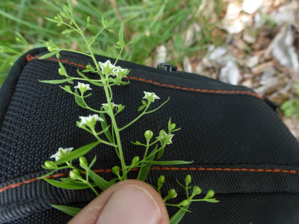 pianta monte Zucco - Thesium linophyllon