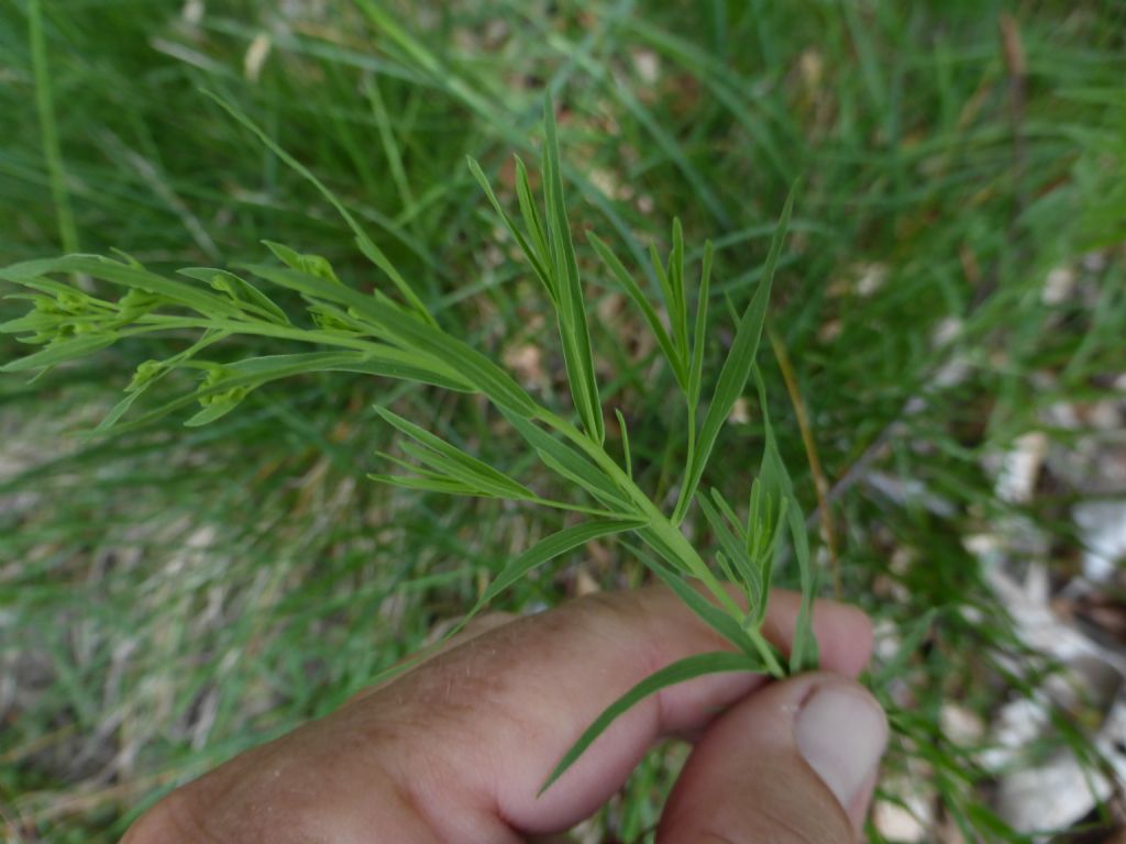 pianta monte Zucco - Thesium linophyllon