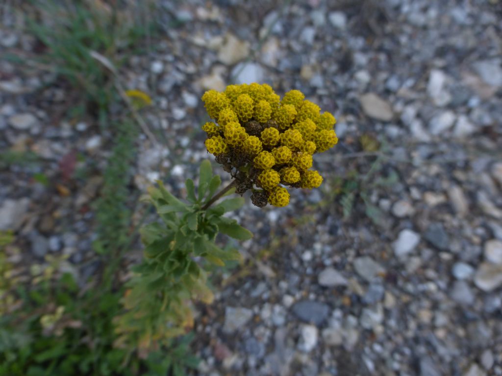 Achillea ageratum / Millefoglio agerato