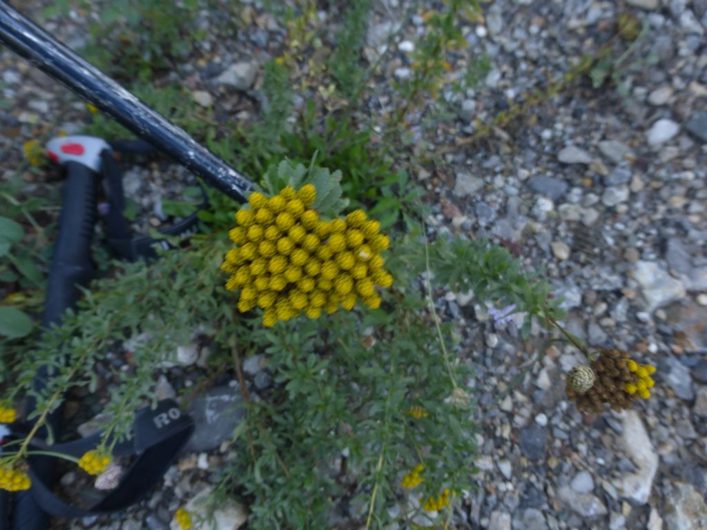 Achillea ageratum / Millefoglio agerato