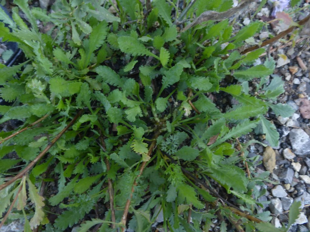 Achillea ageratum / Millefoglio agerato