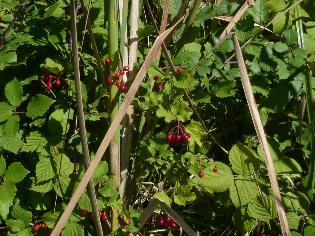 Viburnum opulus