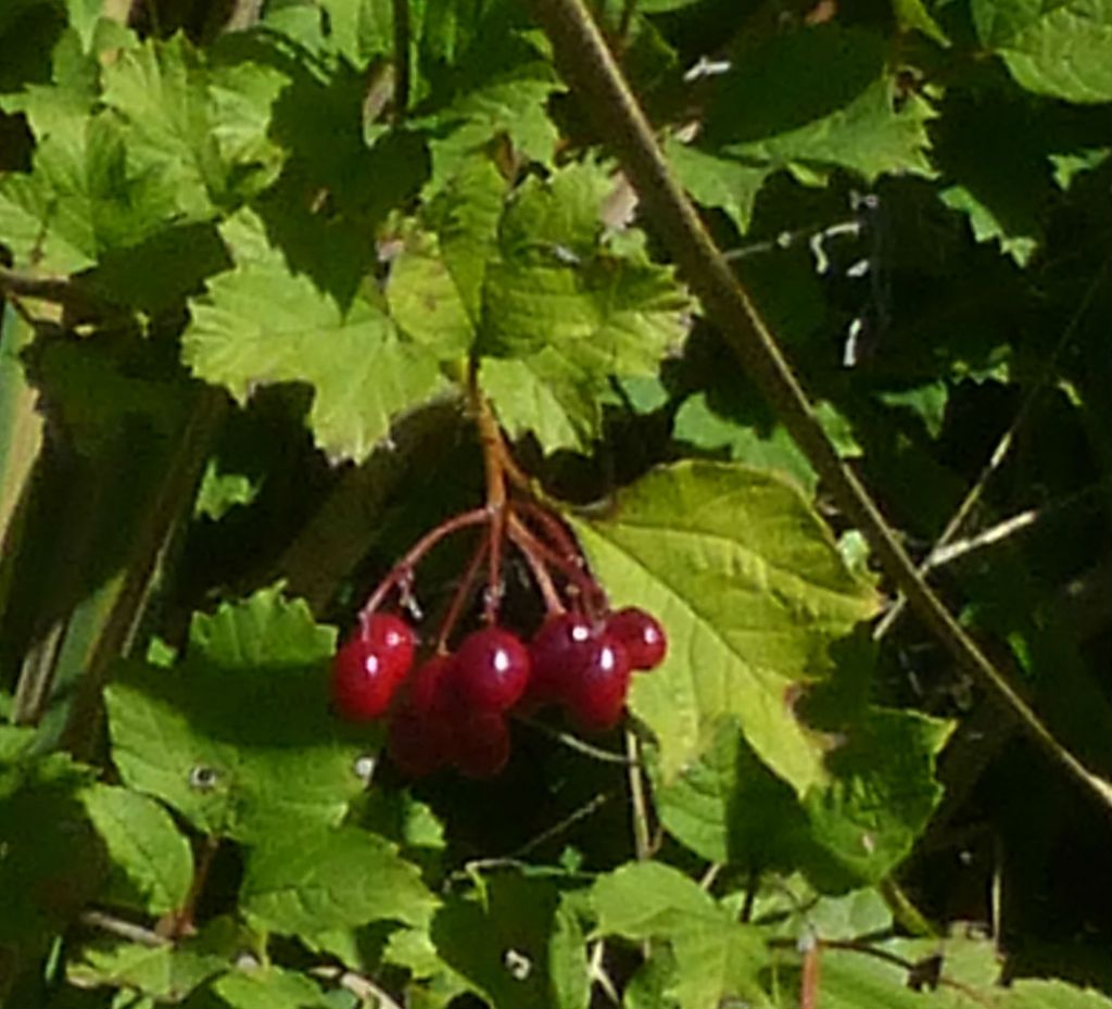 Viburnum opulus