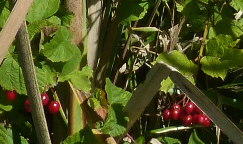 Viburnum opulus