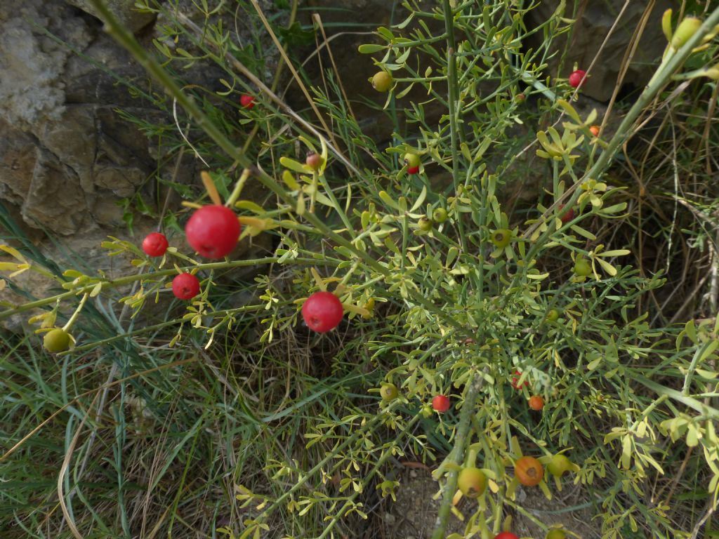 Bacche rosse - Osyris alba