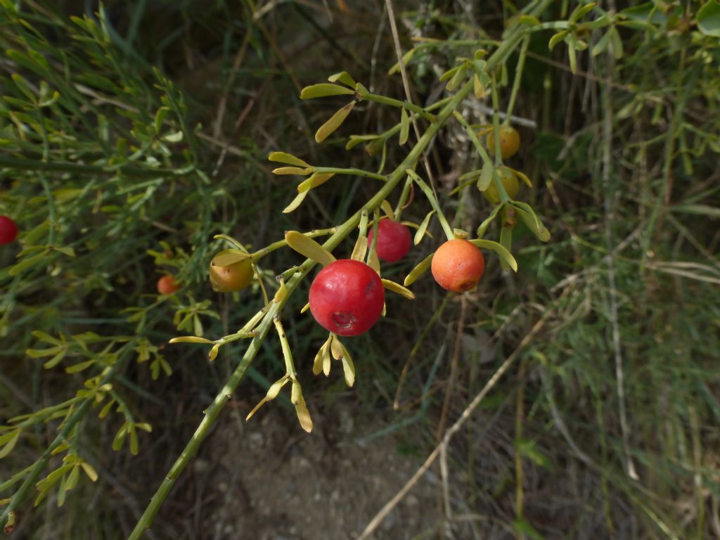 Bacche rosse - Osyris alba