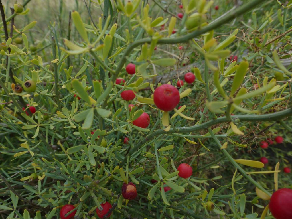 Bacche rosse - Osyris alba