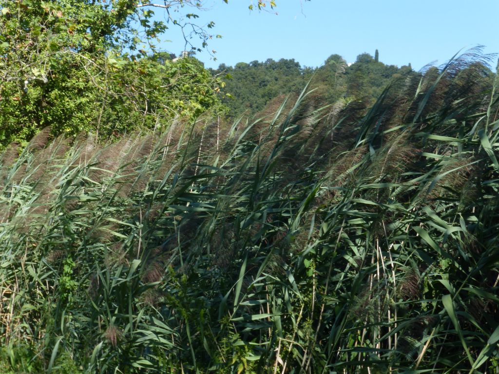 Phragmites australis