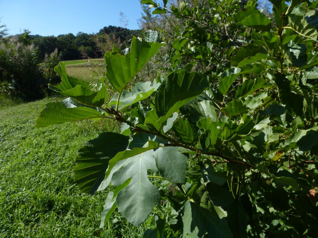 Alnus glutinosa / Ontano nero