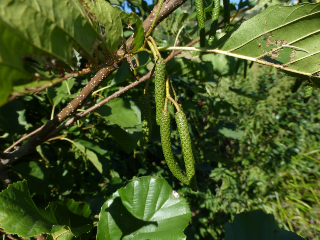 Alnus glutinosa / Ontano nero