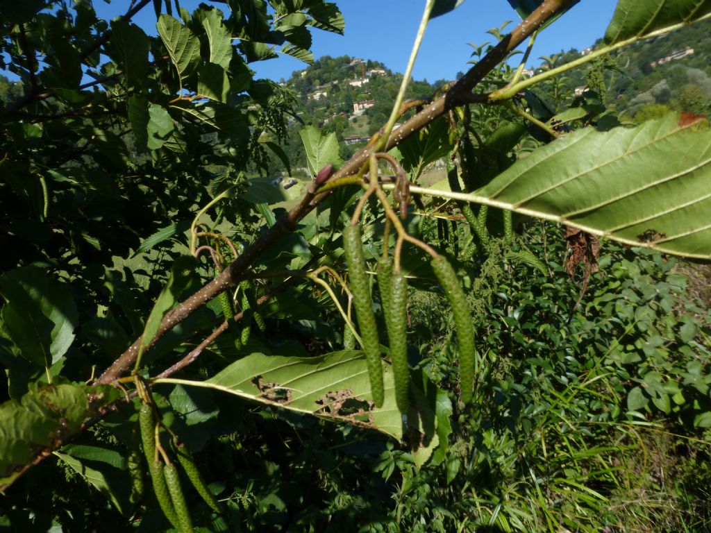 Alnus glutinosa / Ontano nero