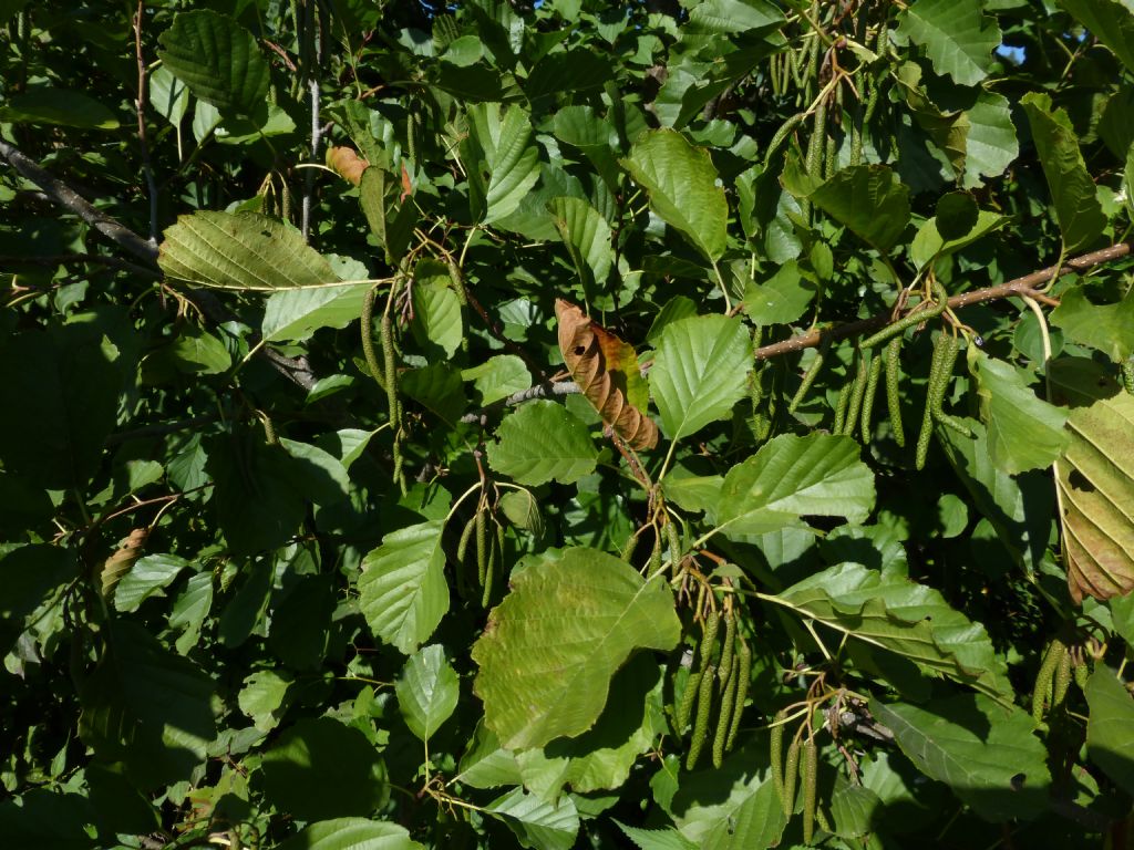 Alnus glutinosa / Ontano nero