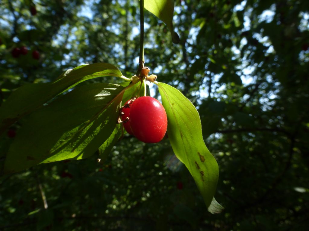 Cornus mas