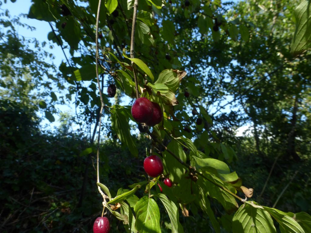 Cornus mas