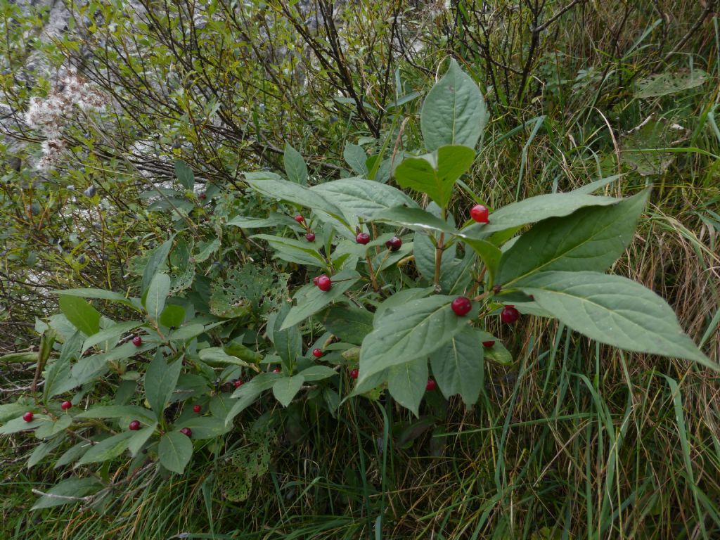 pianta con bacche rosse - Lonicera alpigena