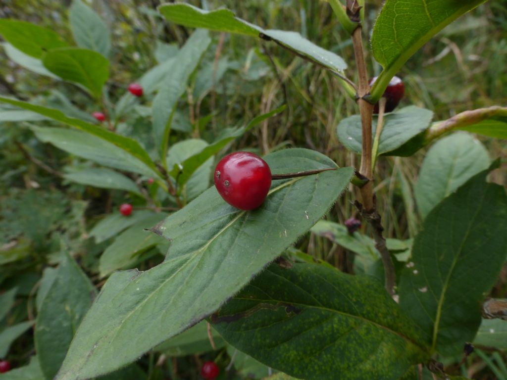 pianta con bacche rosse - Lonicera alpigena