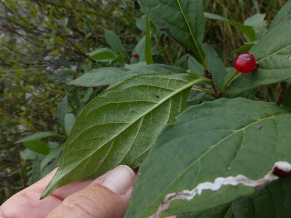 pianta con bacche rosse - Lonicera alpigena