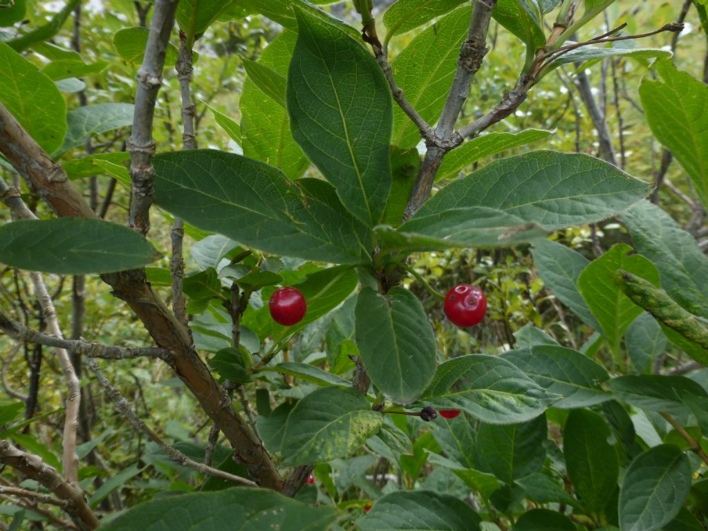 pianta con bacche rosse - Lonicera alpigena