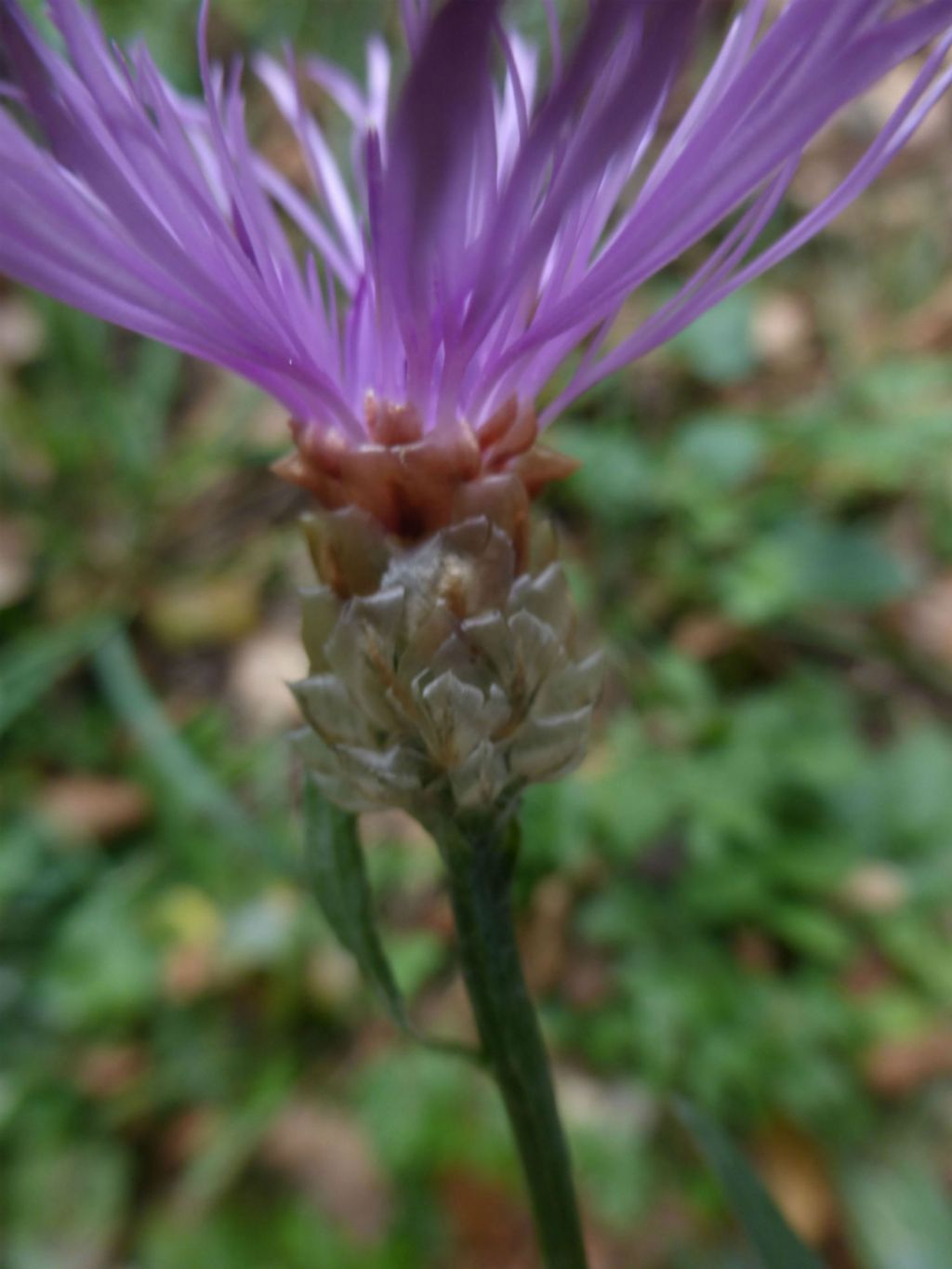 Centaurea jacea subsp. gaudinii