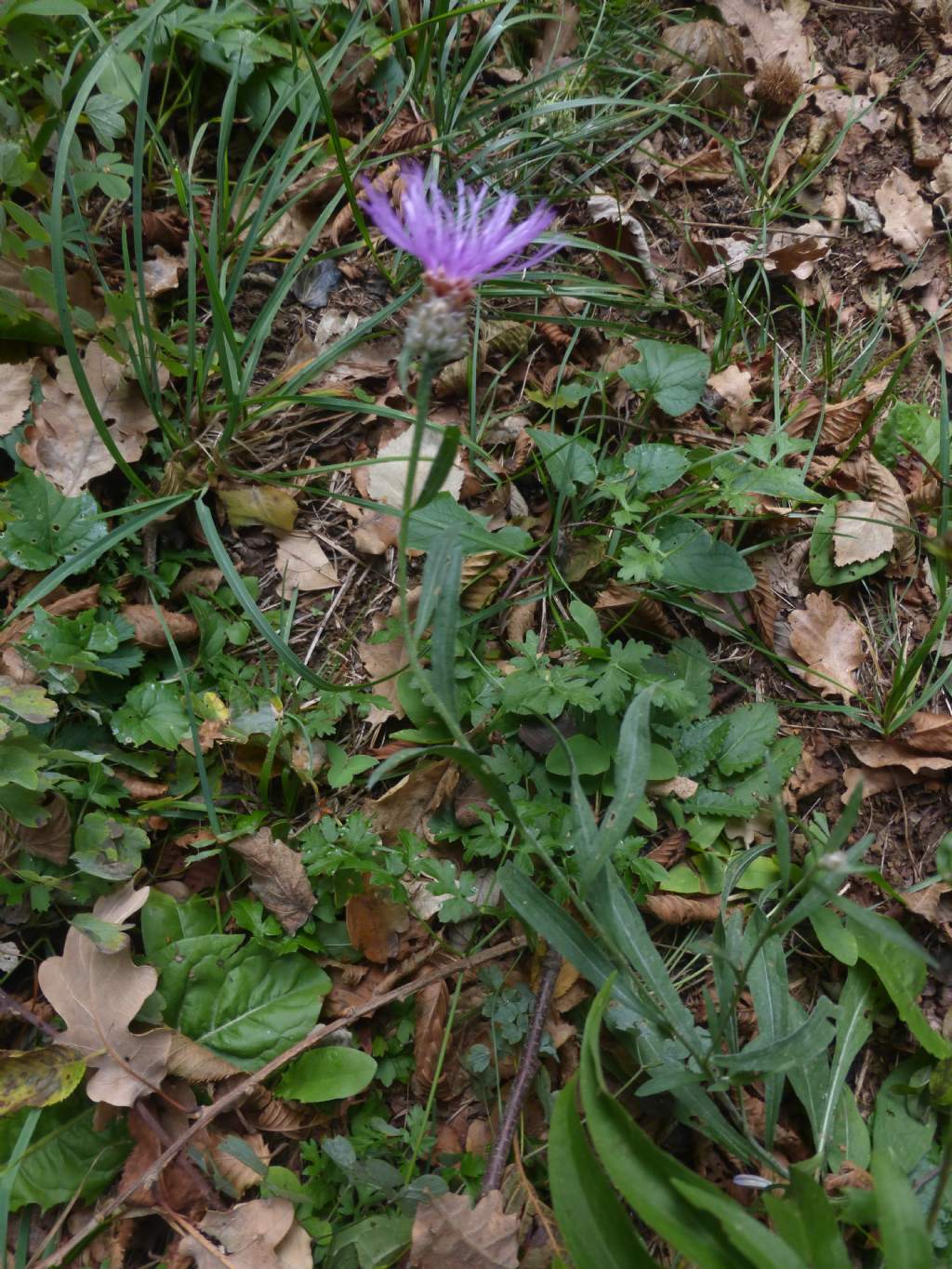 Centaurea jacea subsp. gaudinii