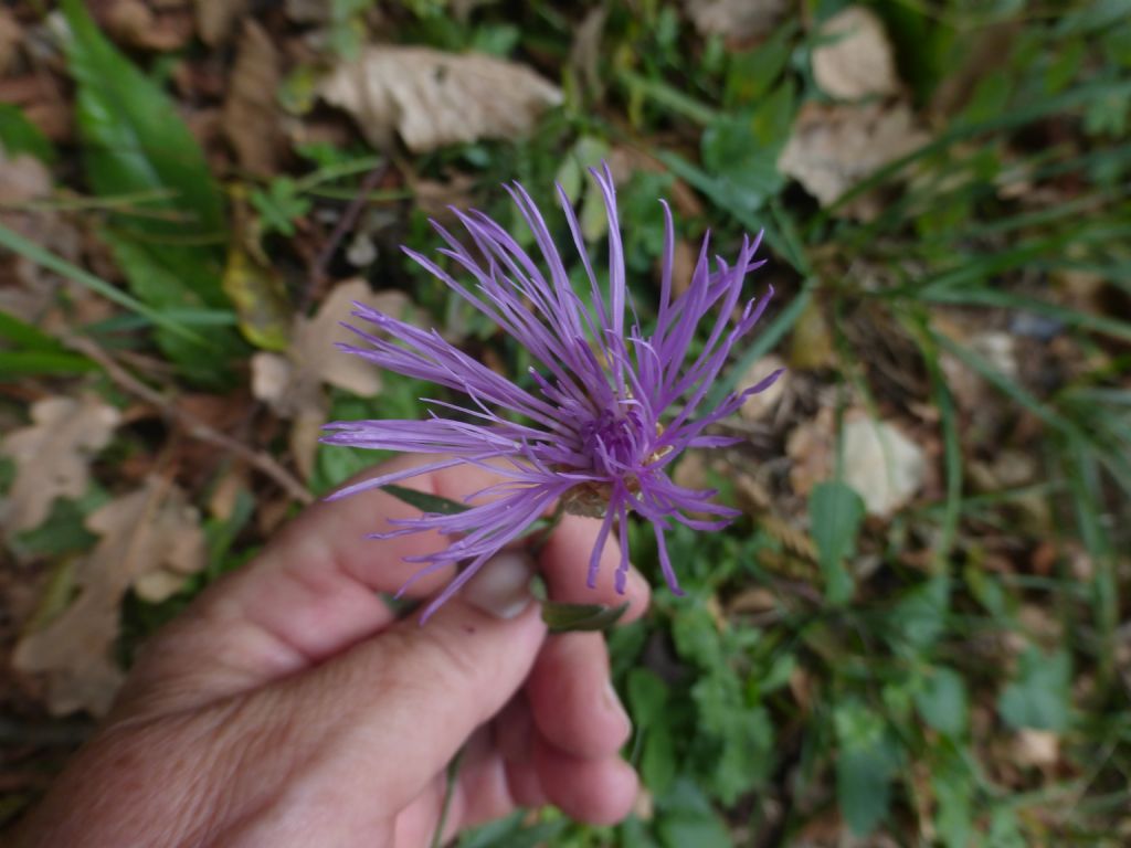 Centaurea jacea subsp. gaudinii