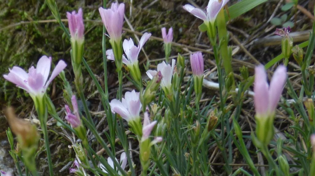 Cariofillacea ligure - Petrorhagia saxifraga