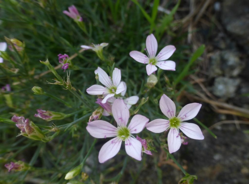 Cariofillacea ligure - Petrorhagia saxifraga