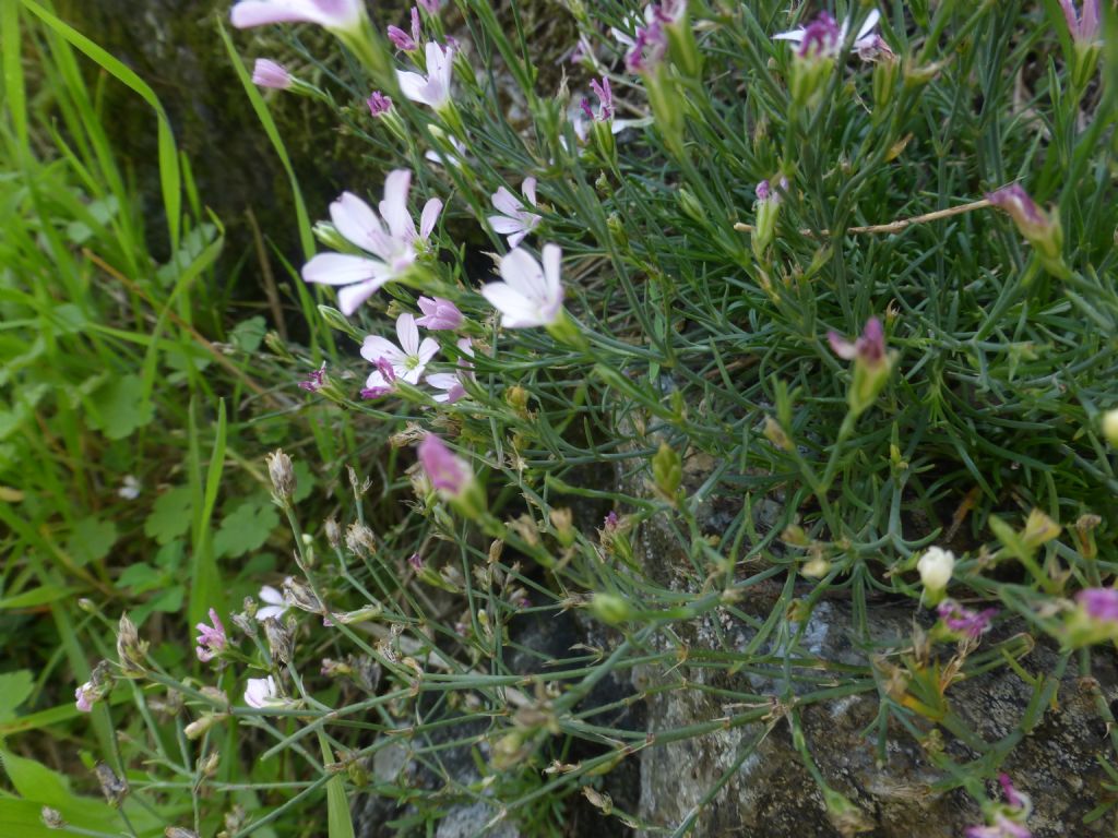 Cariofillacea ligure - Petrorhagia saxifraga