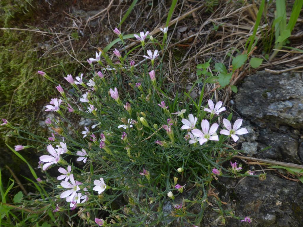 Cariofillacea ligure - Petrorhagia saxifraga