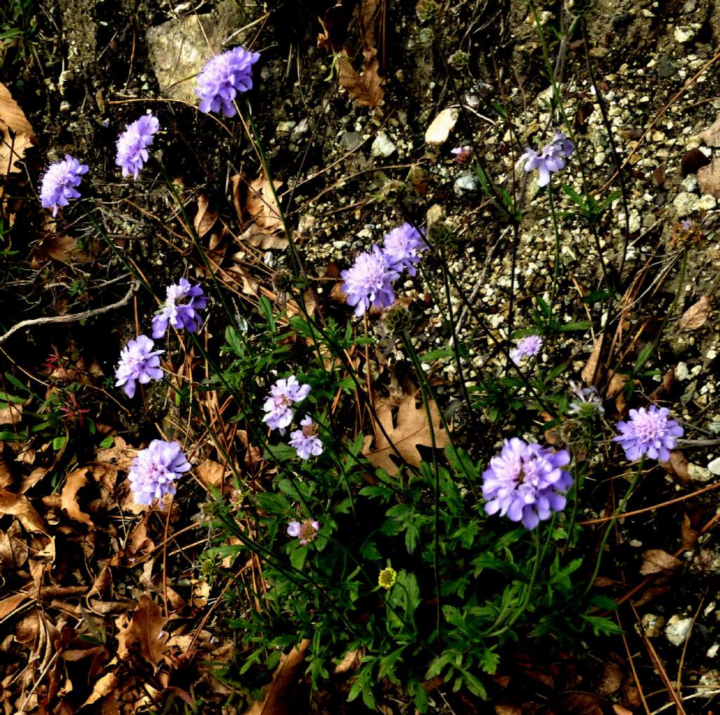 Scabiosa uniseta / Vedovina meridionale