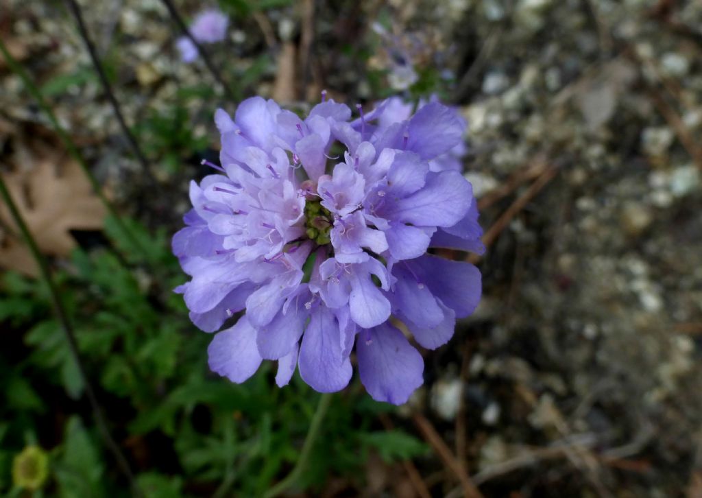 Scabiosa uniseta / Vedovina meridionale