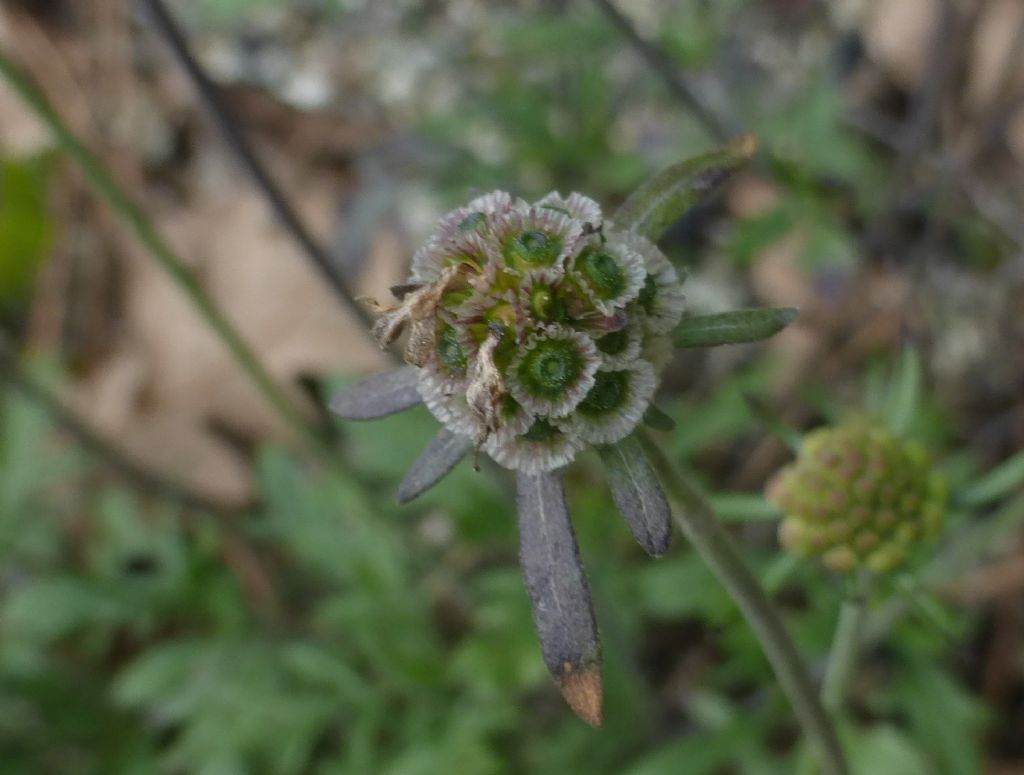 Scabiosa uniseta / Vedovina meridionale