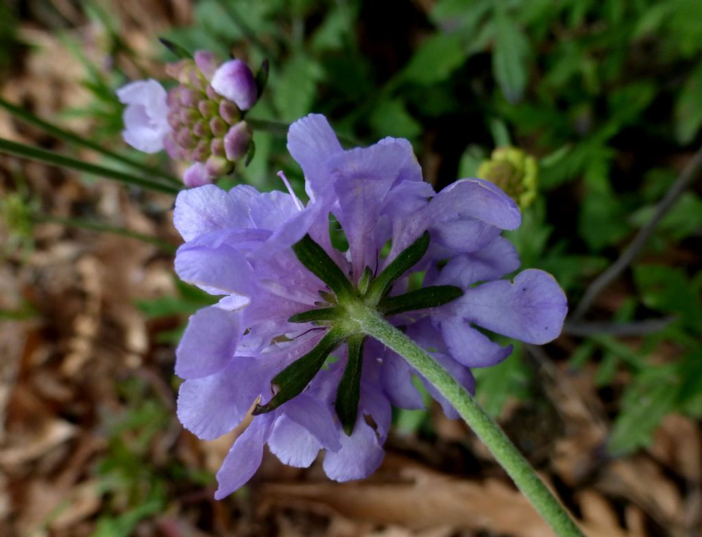 Scabiosa uniseta / Vedovina meridionale