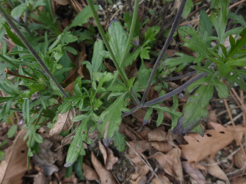 Scabiosa uniseta / Vedovina meridionale