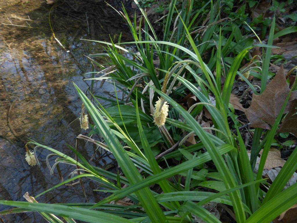 Carex pendula / Carice maggiore