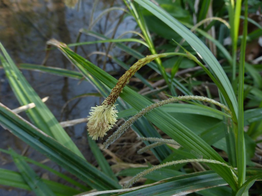 Carex pendula / Carice maggiore