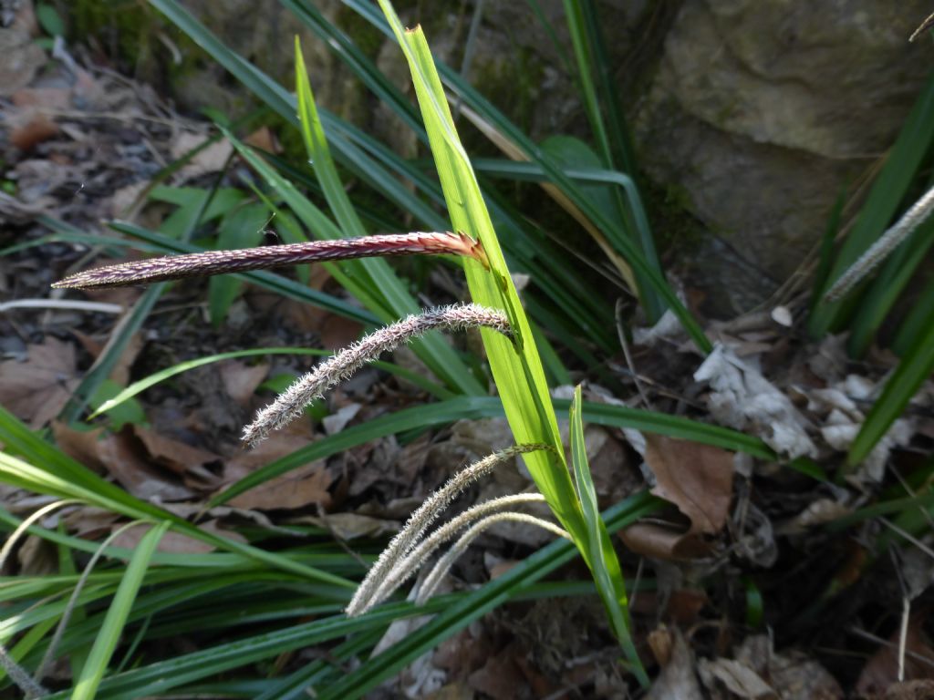 Carex pendula / Carice maggiore