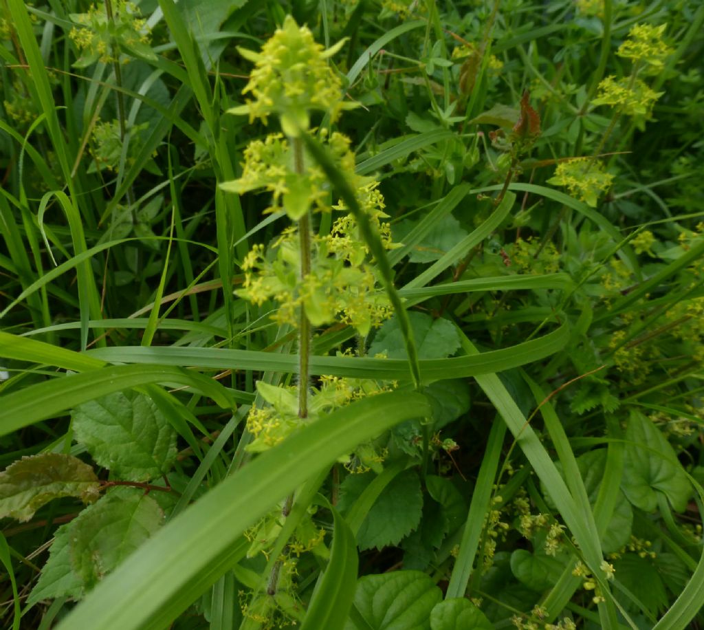 Rubiaceae - Cruciata laevipes